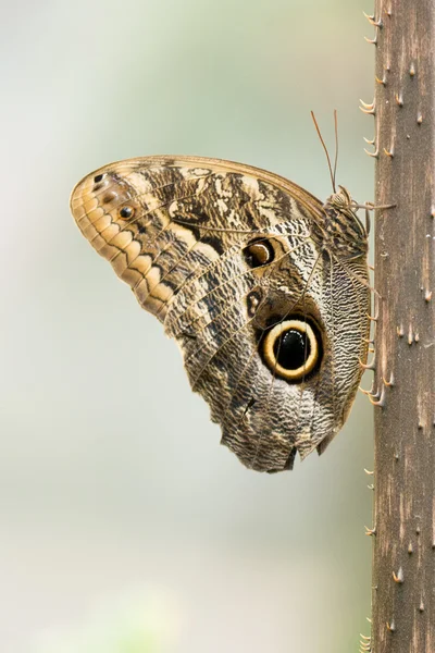 Papillon sur tronc épineux — Photo