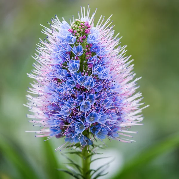 Blå blomma — Stockfoto