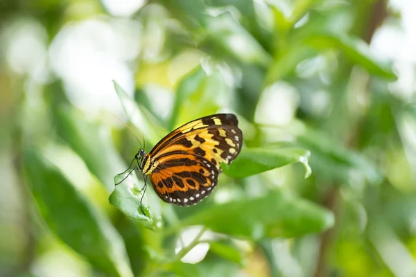 Farfalla — Foto Stock