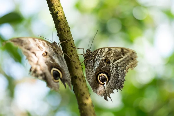 Mariposas sentadas en el tronco —  Fotos de Stock