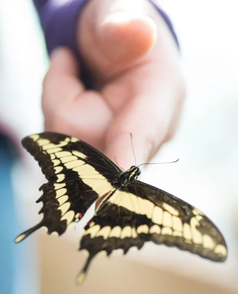 Papillon assis sur le doigt — Photo