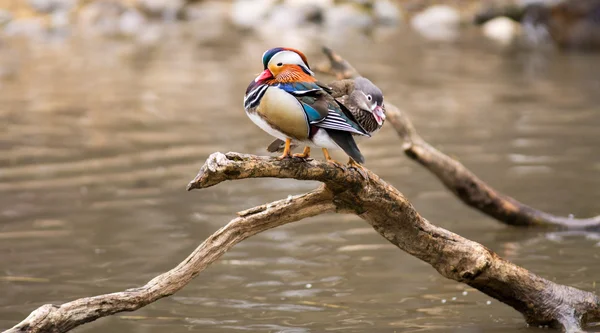 Par mandarin ankor — Stockfoto