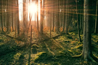 çam ormanı içinde günbatımı