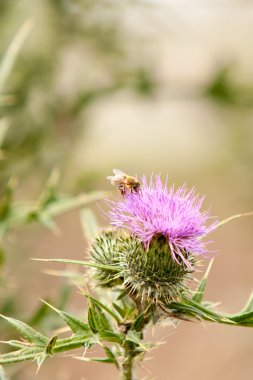 Devedikeni çiçeğinin üzerindeki arı