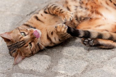 katta rolling bengal kedisi