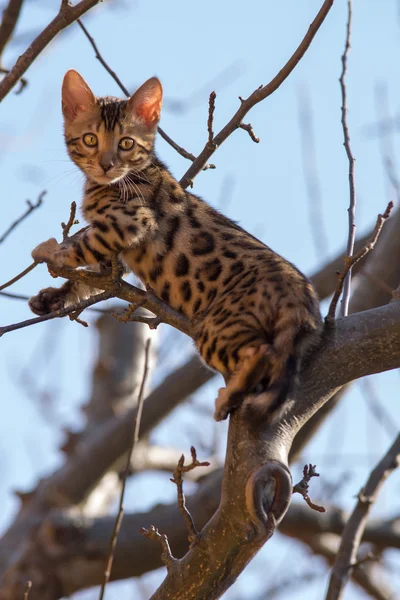 Gatito de Bengala trepando un árbol — Foto de Stock