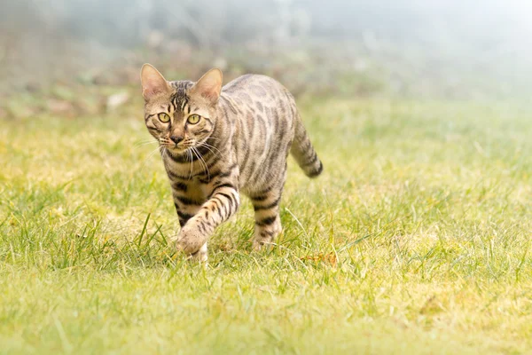 Bengala gato andando na grama — Fotografia de Stock