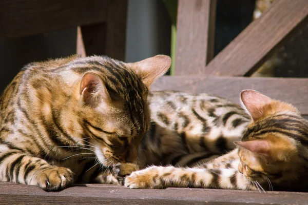 Bengala gatto e gattino su panchina — Foto Stock