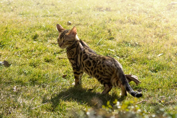 Gatinho de Bengala em Meadow — Fotografia de Stock