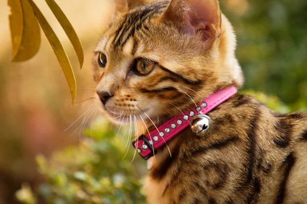 Bengalen kitten met roze kraag — Stockfoto