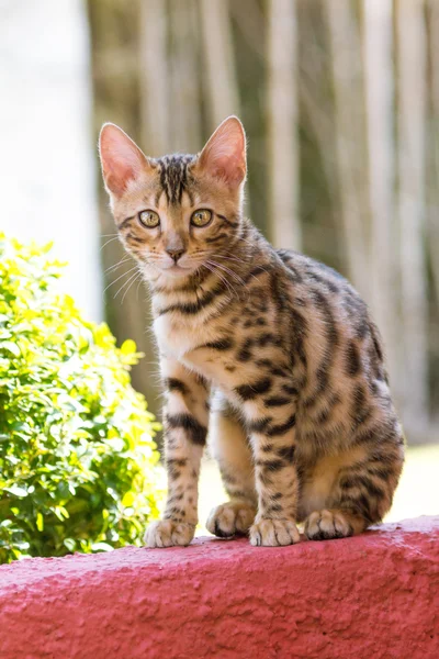 Gatito de Bengala en la pared roja — Foto de Stock