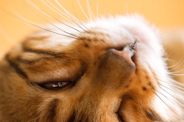 Bengal looking with one Eye — Stock Photo, Image