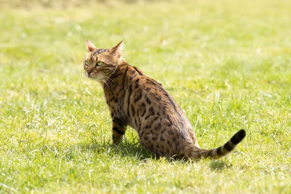 Bengal looking warily looking — Stock Photo, Image