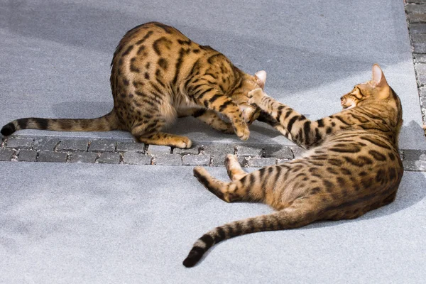 Bengals in the Sun — Stock Photo, Image