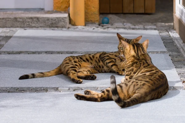 Bengals in de zon — Stockfoto