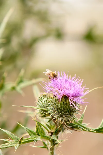 Bi på tistel blomma — Stockfoto