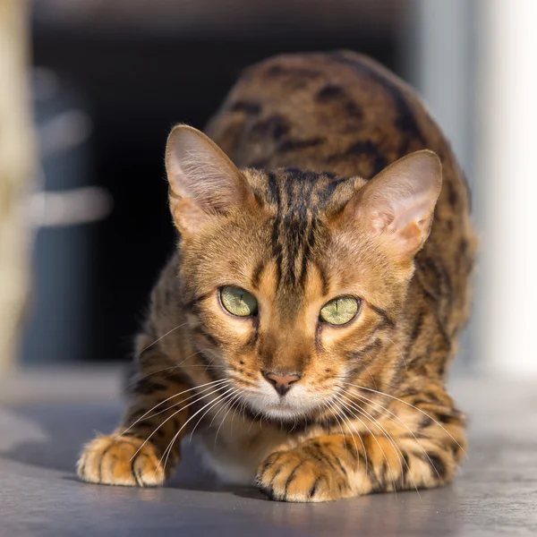 Bengal katt uppmärksam ser — Stockfoto