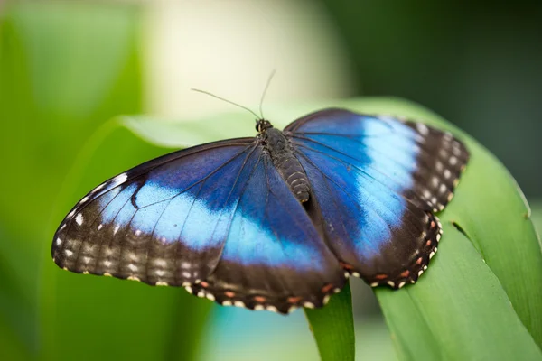 Papillon bleu — Photo