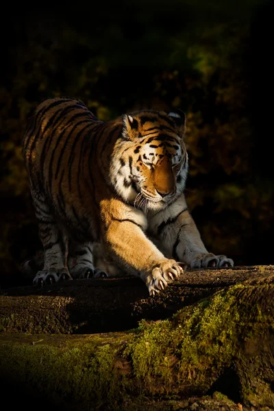 Tigre afia suas garras — Fotografia de Stock
