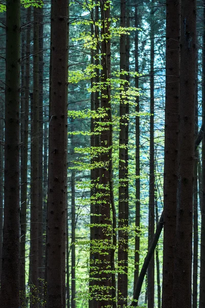 Buku v smrkový — Stock fotografie