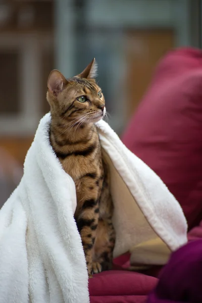Bengal Katze mit Decke — Stockfoto