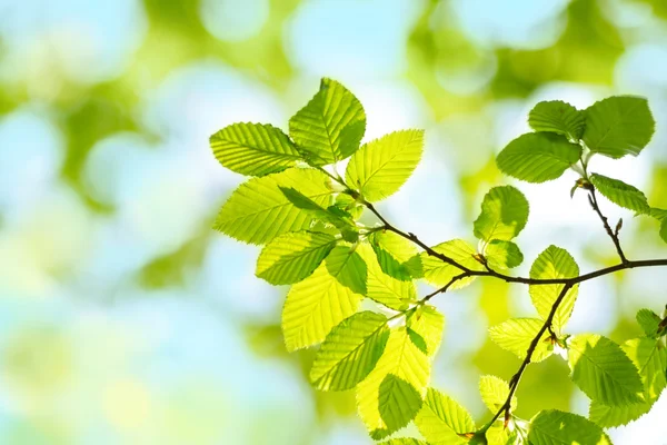 Frühling grüne Blätter - defokussierter Hintergrund — Stockfoto