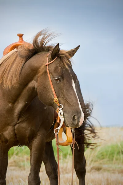 Kvartalet häst — Stockfoto