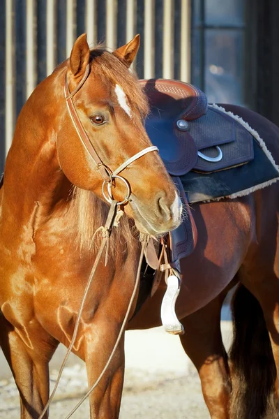 Čtvrtletí kůň připraven jít Royalty Free Stock Fotografie