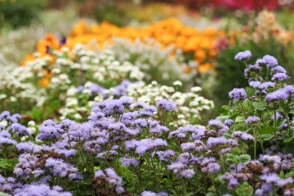 Little flowers on a green background — Stock Photo, Image