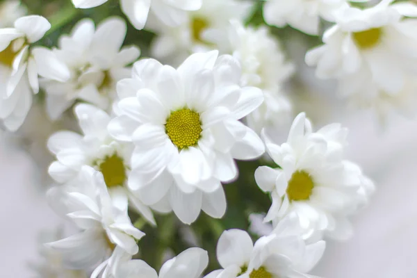 Bouquet of camomiles — Stock Photo, Image