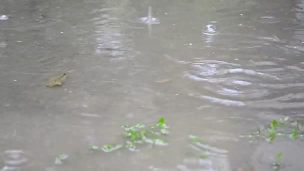 Краплі дощу падають в калюжу — стокове відео