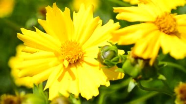 Güzel sarı çiçekler