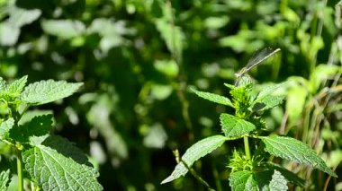 küçük çevik yusufçuk