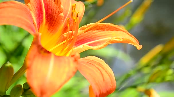 Hormigas ágiles corriendo alrededor de la hermosa flor naranja — Vídeos de Stock