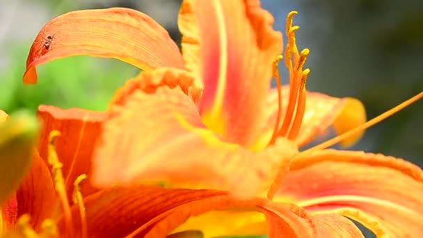 Lenig mieren draait rond de mooie oranje bloem — Stockvideo