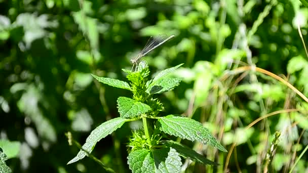 Kleine lenig dragonfly — Stockvideo