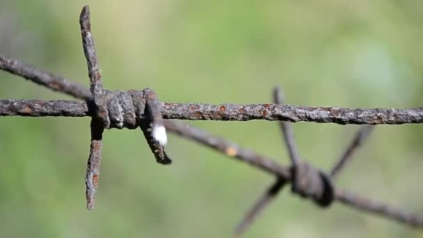 Rusty barbed wire on a background of green grass — Stock Video