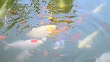 güzel çok renkli balık gölet