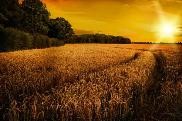 Pšenice zrání koncem léta slunci, shropshire — Stock fotografie