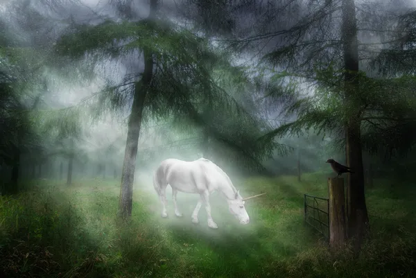 Unicorn In A Forest Stock Photo