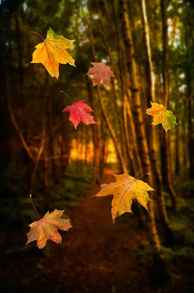 Falling Leaves — Stock Photo, Image