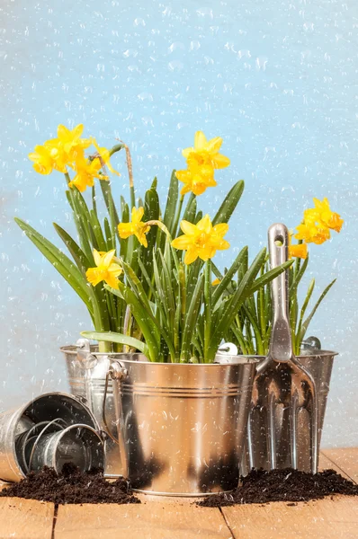 Våren påskliljor — Stockfoto