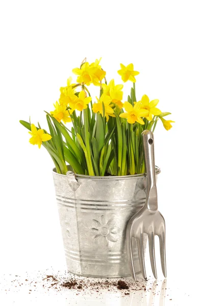 Large Bucket Of Daffodils — Stock Photo, Image