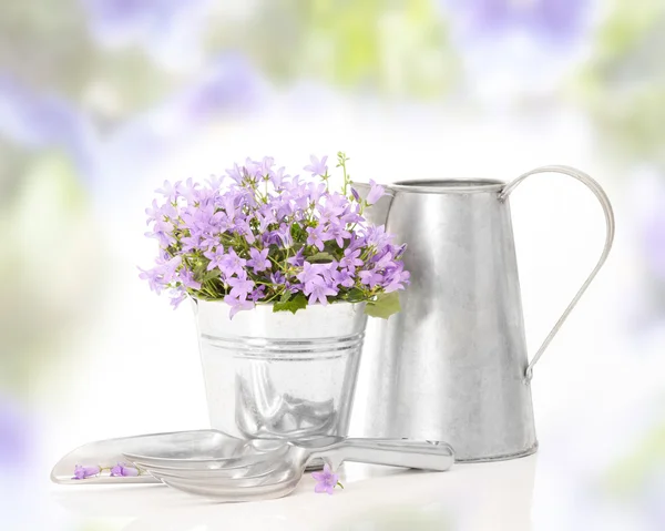 Campanula fiori — Foto Stock