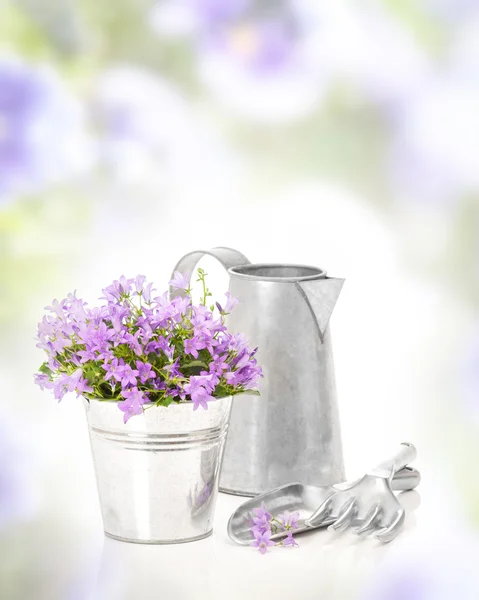 Campanula blommor — Stockfoto