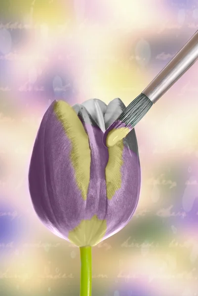 Painting A Tulip — Stock Photo, Image