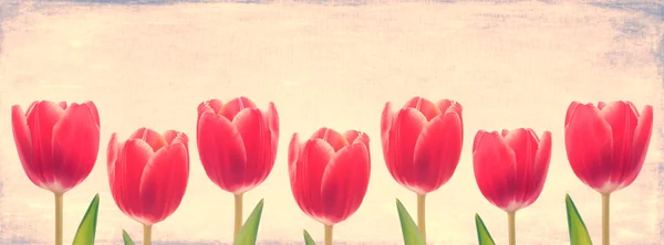 Riga di tulipano rosso — Foto Stock
