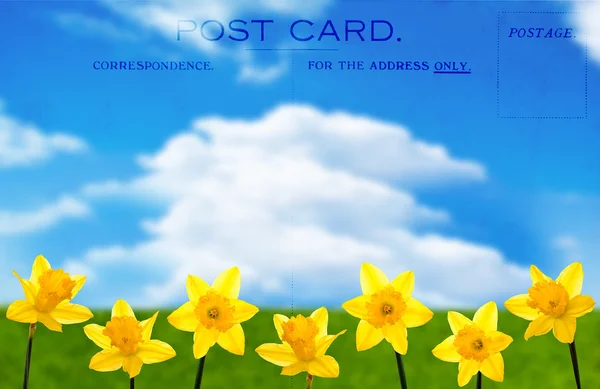 Cartão postal de Daffodil — Fotografia de Stock