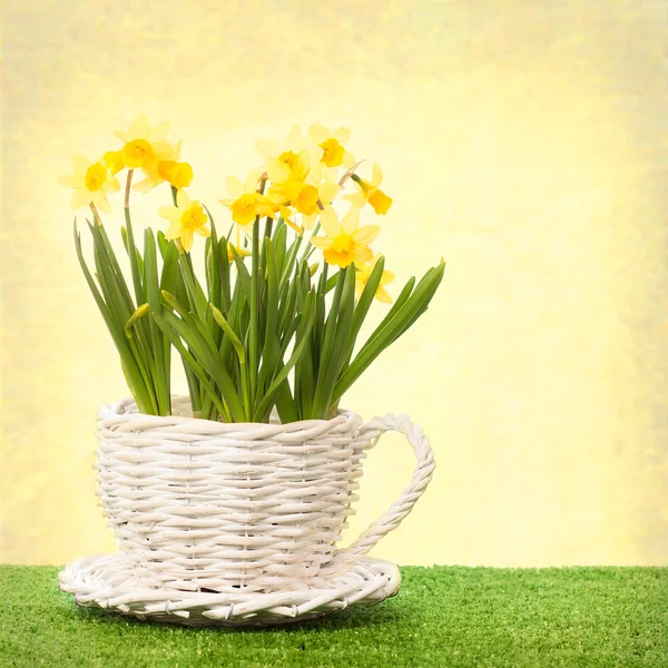 Daffodilos — Fotografia de Stock