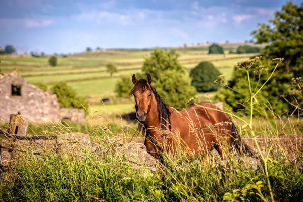 Platteland paard — Stockfoto